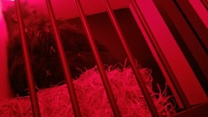 imagem_release_1239799